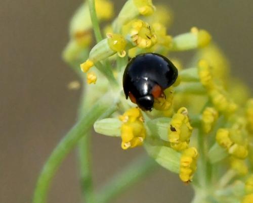 Parexochomus nigromaculatus